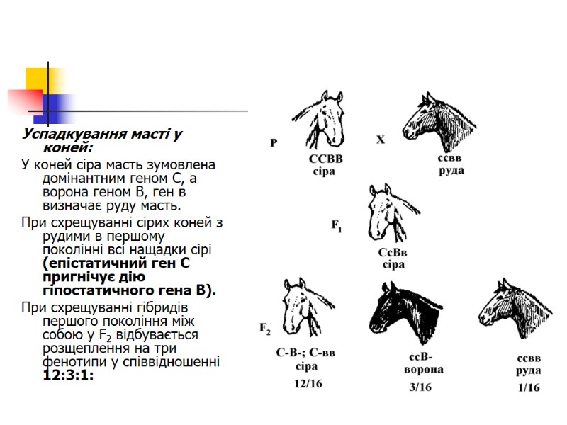 Успадкування масті у коней:  У коней сіра масть зумовлена домінантним геном С, а